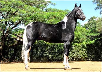 ÁLAMO