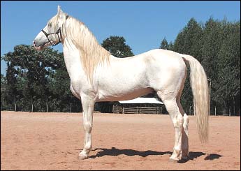 MANCHA JA