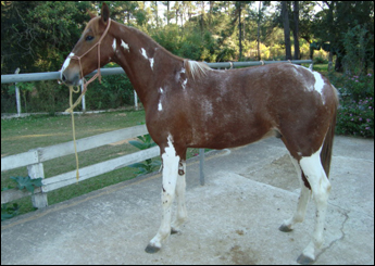 CENÁRIO WRP