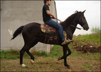 CAPRICHO DO ZANTUN