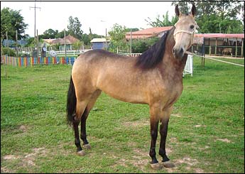 BARONESA