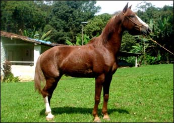 ITÁLICO GIRASSOL