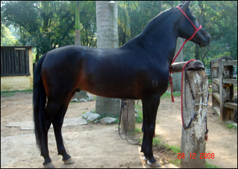 SINHO DO BERMA