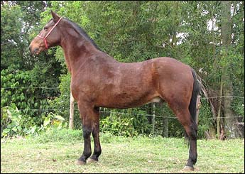 DARDO DO LUTY
