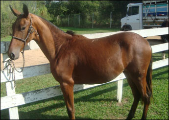 GURIA DO HARAS ALICE