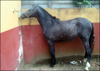 FRAMBOESA DO HARAS ALICE
