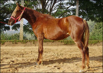 BRUNELLA VHC