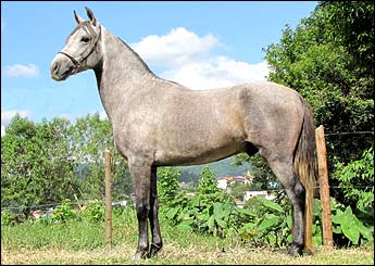 ACROBATA DO RASF