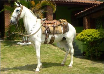 SILVERADO DO RASF