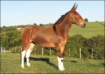 GUARAINA DO CAL