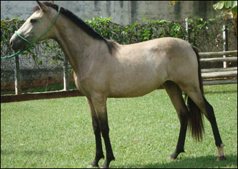 NOIVA DA ESM