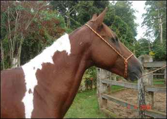 NATIVO DO RASF