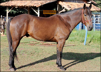 HERCULES TROUBLE JF