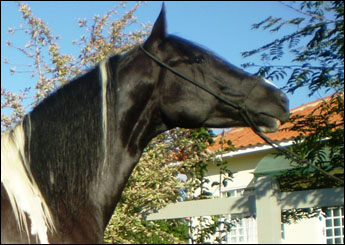 PRINCESA DO HARAS PEDROSO
