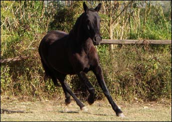 ESGRIMA LAPIDADE (VEGAS)
