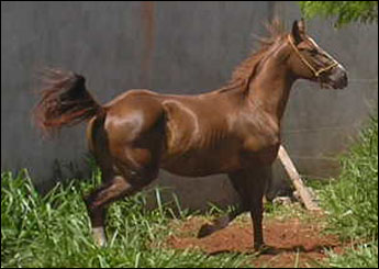 LADY FAST LEO