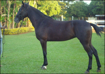 PEROLA NEGRA DO CCR