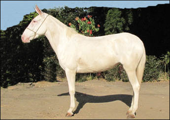 PALOMA
