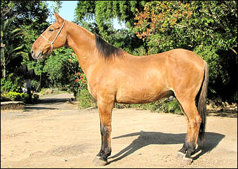 MAMUTE