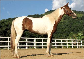 SERRANO DA CONQUISTA