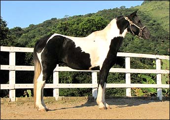 PAJÉ DA CONQUISTA