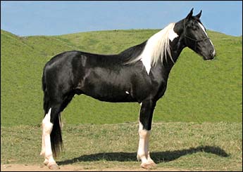 PAJÉ