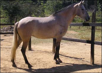 CACHOEIRA RRC