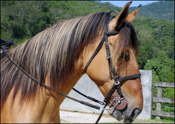 OUTONO DO CASSERIBU