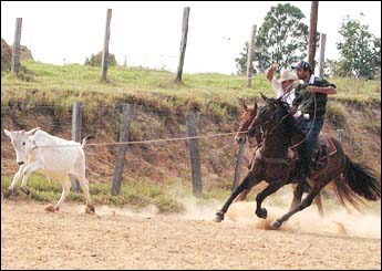 REGENTE DASH