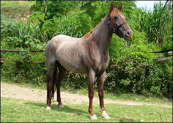 ZURITA VEGAS