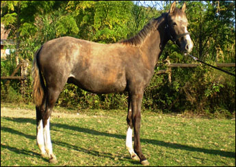 AQUILES VEGAS
