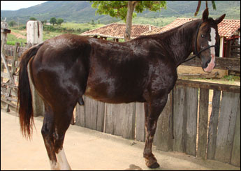 WEST WIND KEWIN