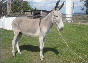 ARÃO