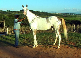 BELO DELVALE