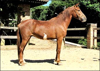 PEDÁGIO DO BICO DE LACRE