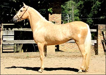 ALGODÃO