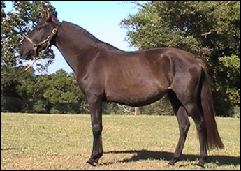 ZETA JONES ITAPUÃ SUL
