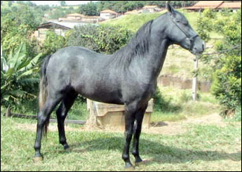 MARAJÓ O.D.