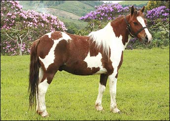 PINGO