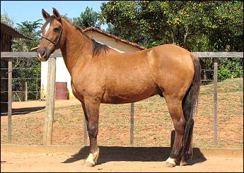 BAIÃO
