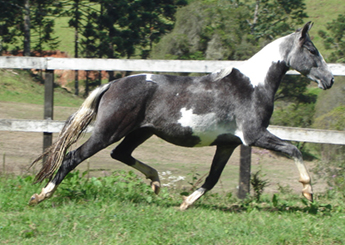 ZOEIRA DO PUPIO