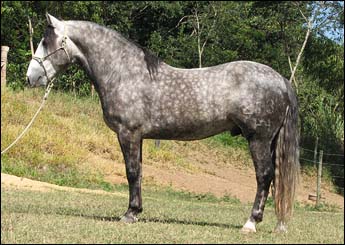 CARBONERO SINCERRO