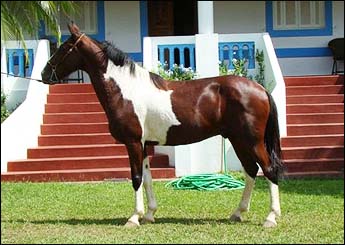 APOLO