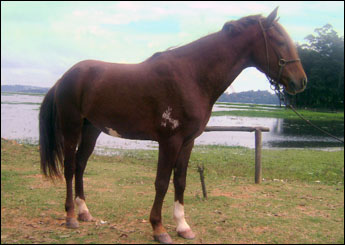 GALANTE