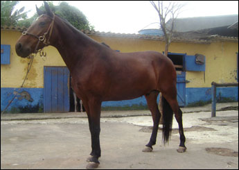 MANDRAQUE