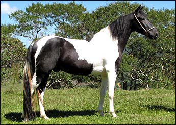 BAIANO
