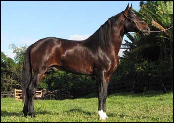 TITAN ( COBERTURA )