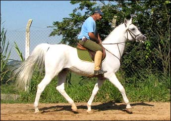TUAREG