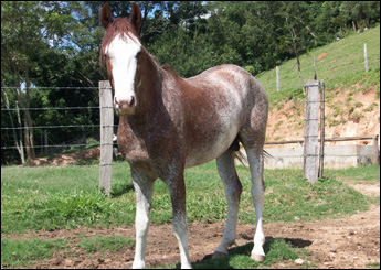 AQUILES