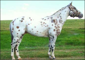 DUQUE DO MONTECRISTO